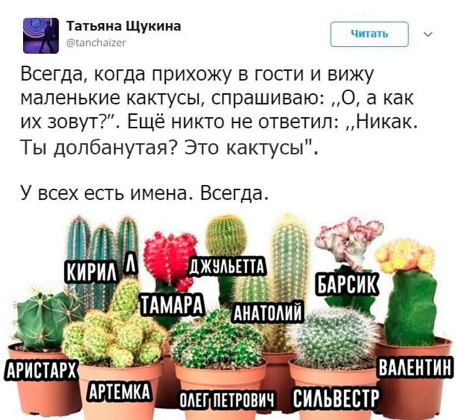 Ребуция золотистоцветковая