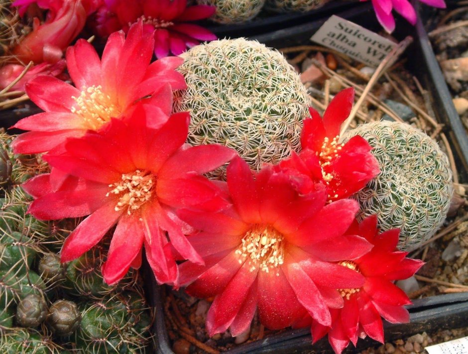 Sulcorebutia steinbachii