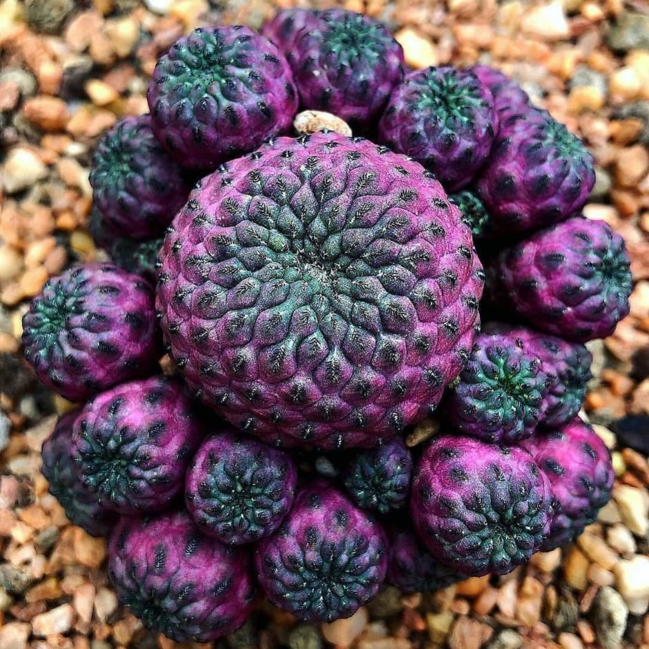 Sulcorebutia rauschii