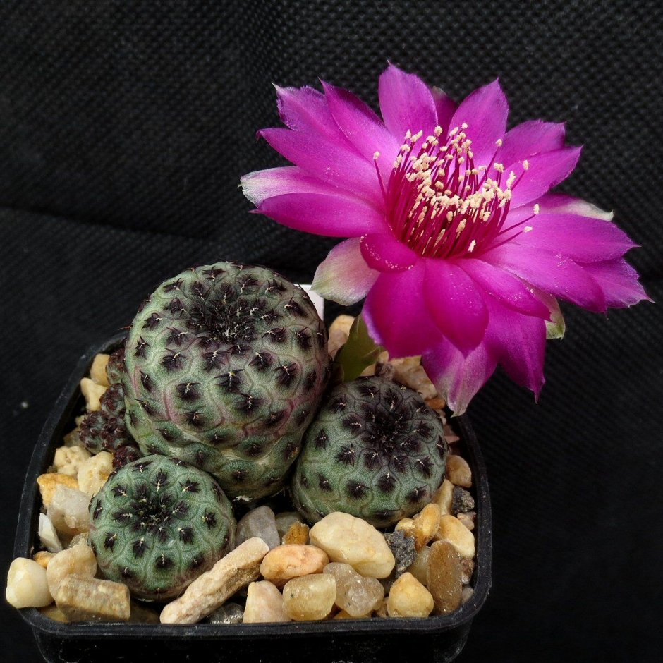 Sulcorebutia crispata LH 1475