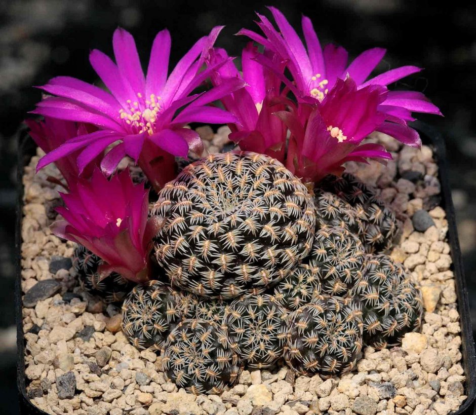 Sulcorebutia augustinii