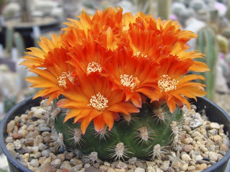 Rebutia albipilosa