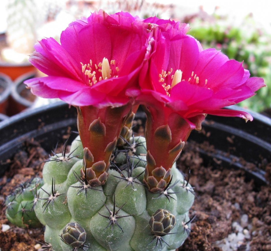 Кактус Acanthocalycium