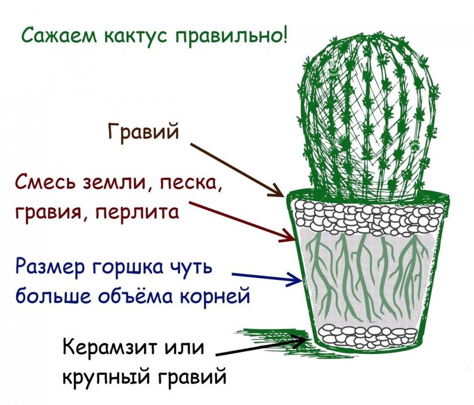 Имена для кактусов