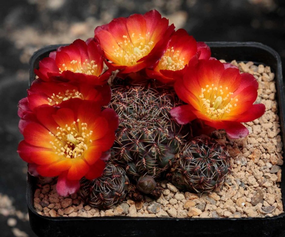 Sulcorebutia canigueralii