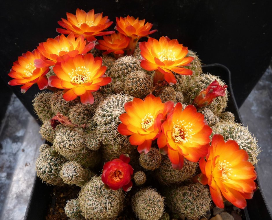 Кактус Sulcorebutia