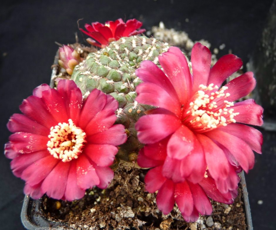 Sulcorebutia arenacea HS 30