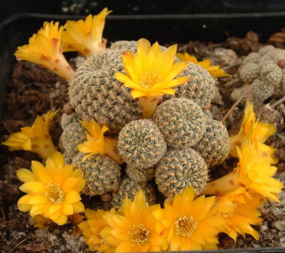 Кактус Sulcorebutia arenacea