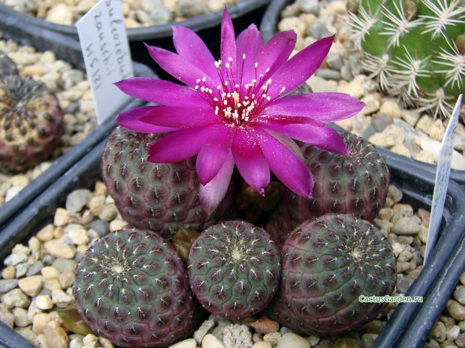 Sulcorebutia arenacea HS 30