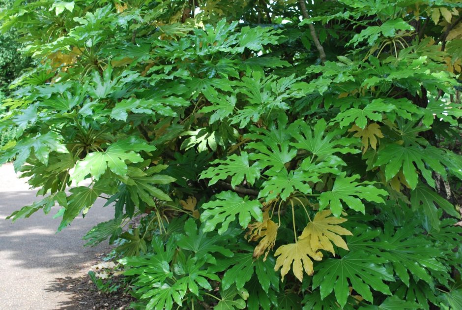 Aralia japonica