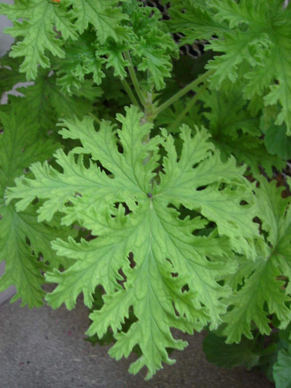 Pelargonium Roseum