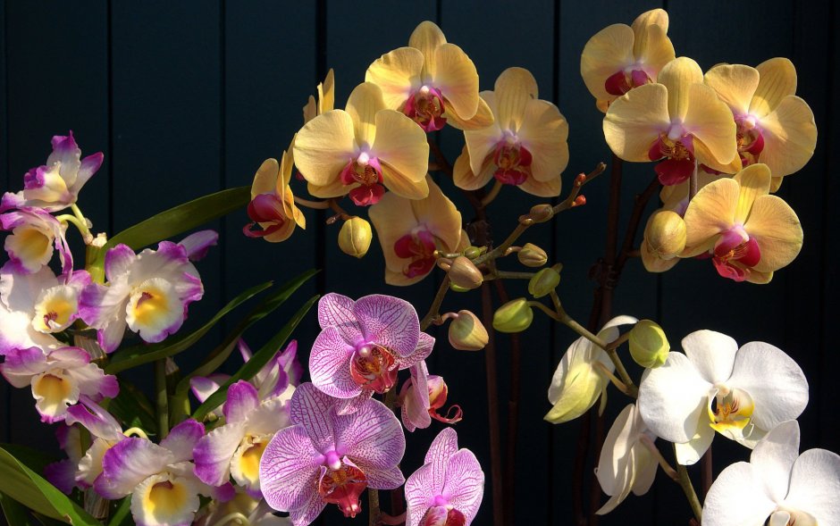 Фаленопсис Орхидея живые