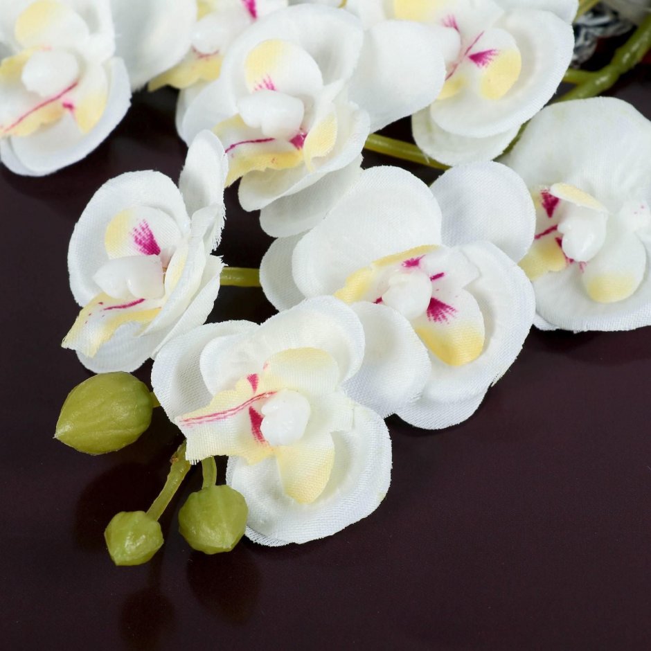 Королевская Орхидея фаленопсис белый