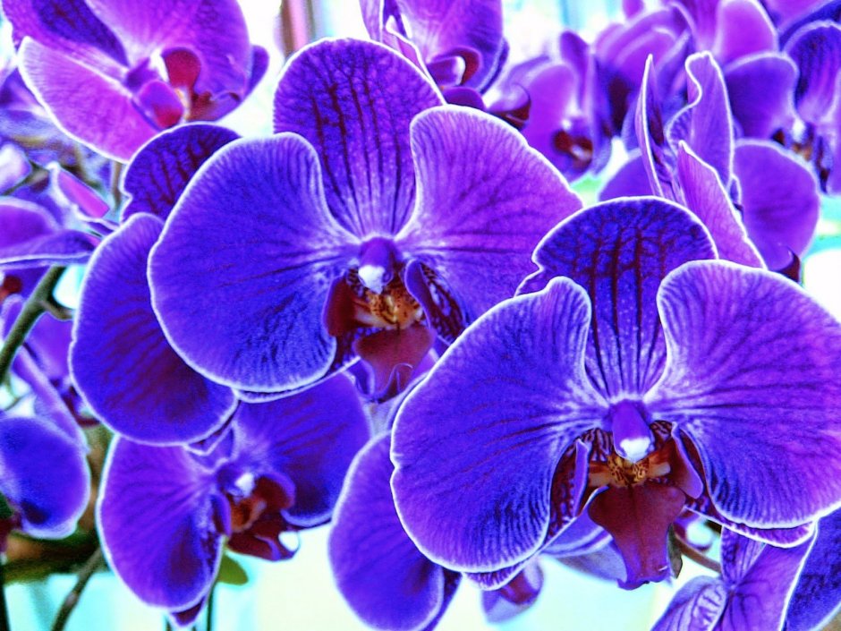 Орхидея торзи Блу