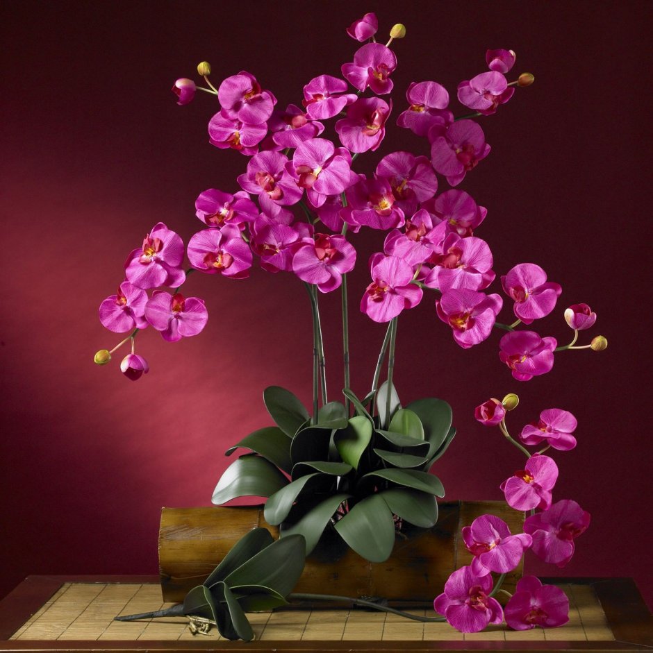 Орхидея Phalaenopsis Arcadia