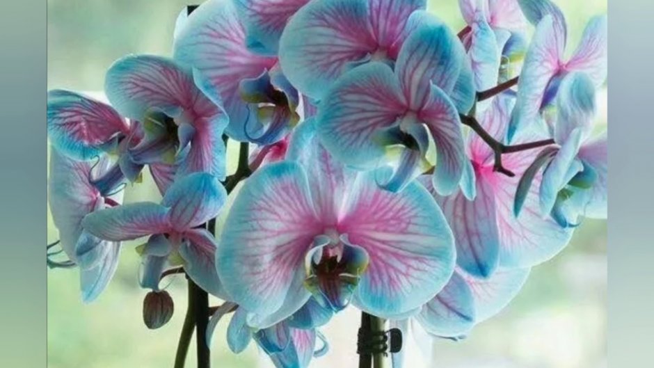 Королевская Орхидея фаленопсис