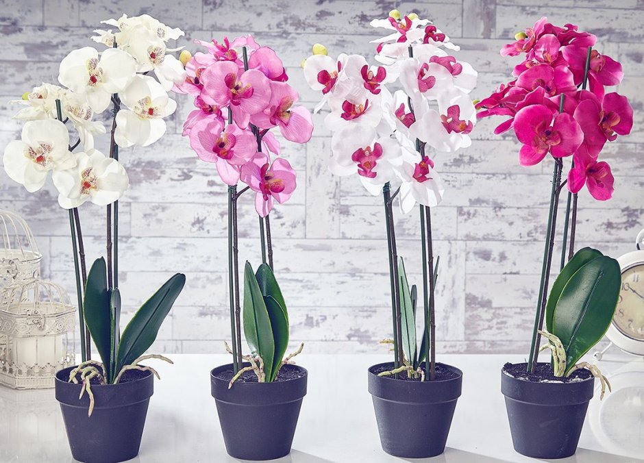 Фаленопсис (Phalaenopsis) – Орхидея