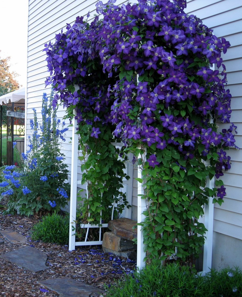 Ипомея пурпурная Ipomoea purpurea