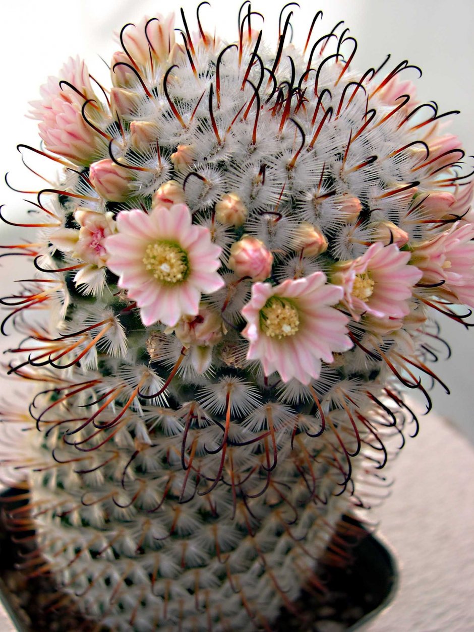 Mammillaria bombycina