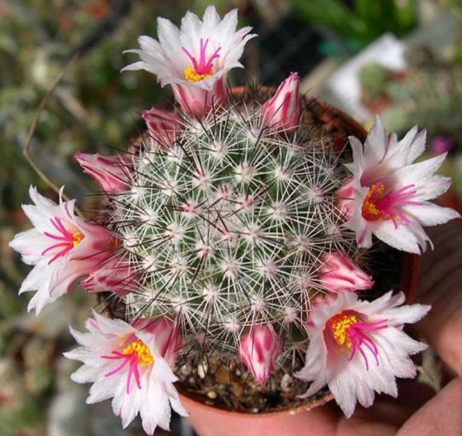 Mammillaria ernestii Кактус