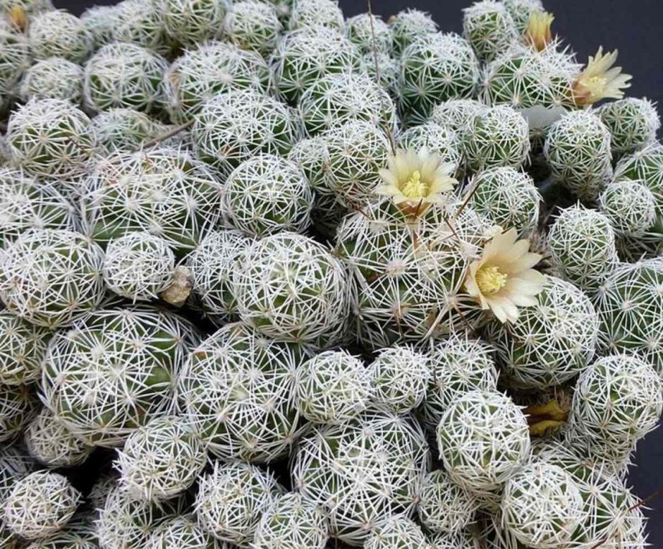 Кактус Mammillaria gracilis