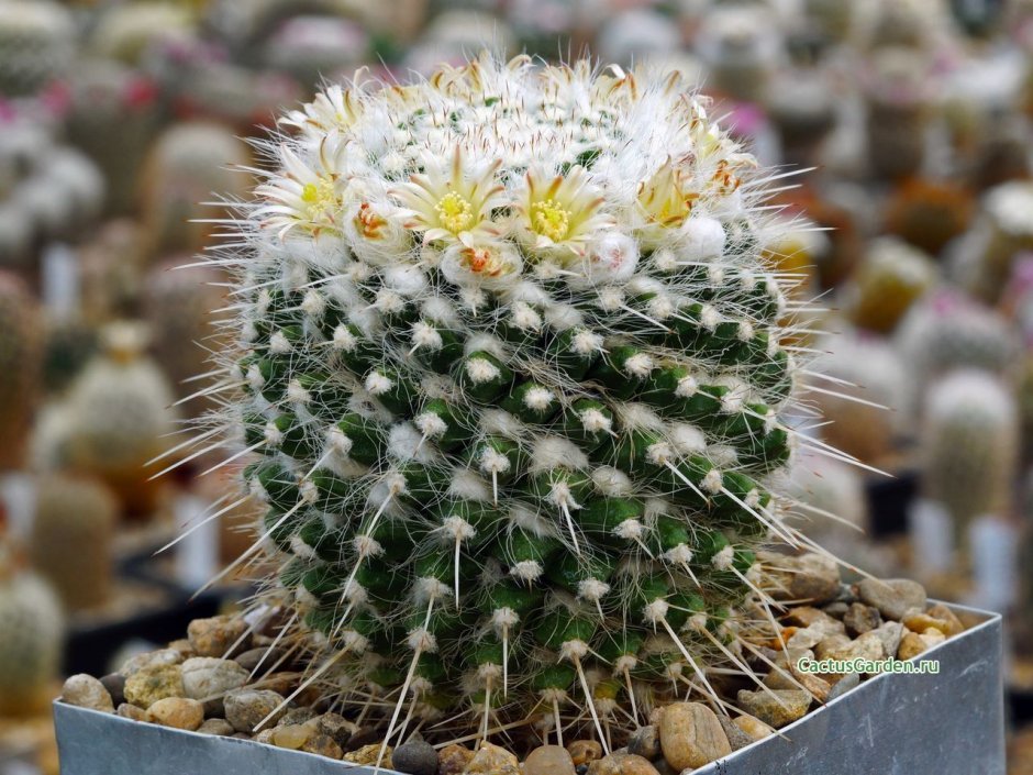 Mammillaria nejapensis