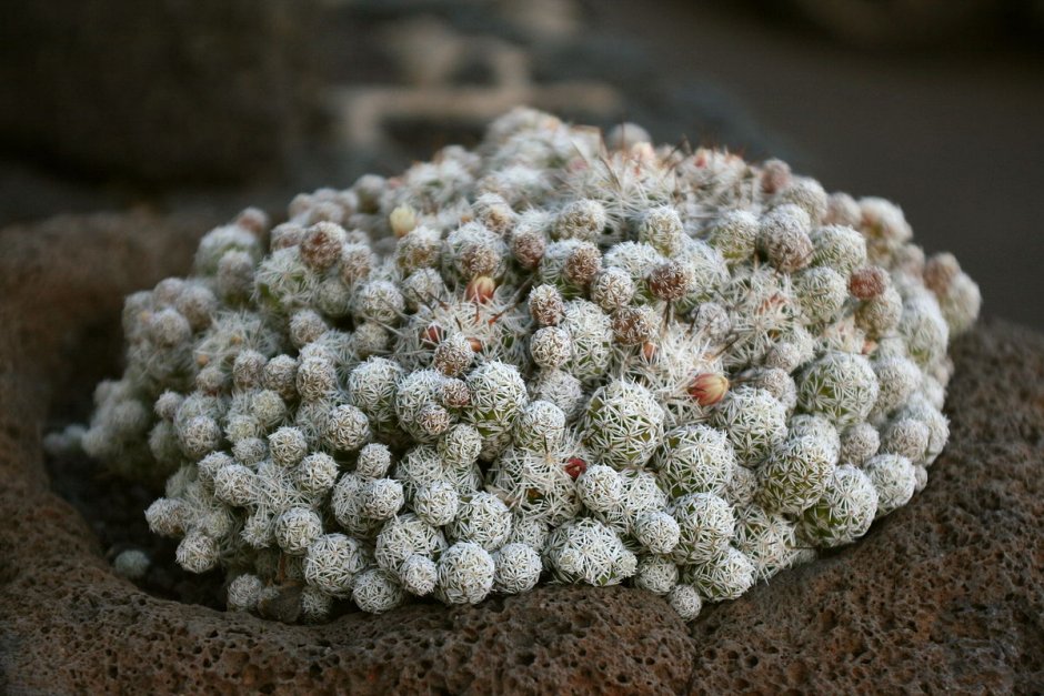 Mammillaria gracilis Habitat