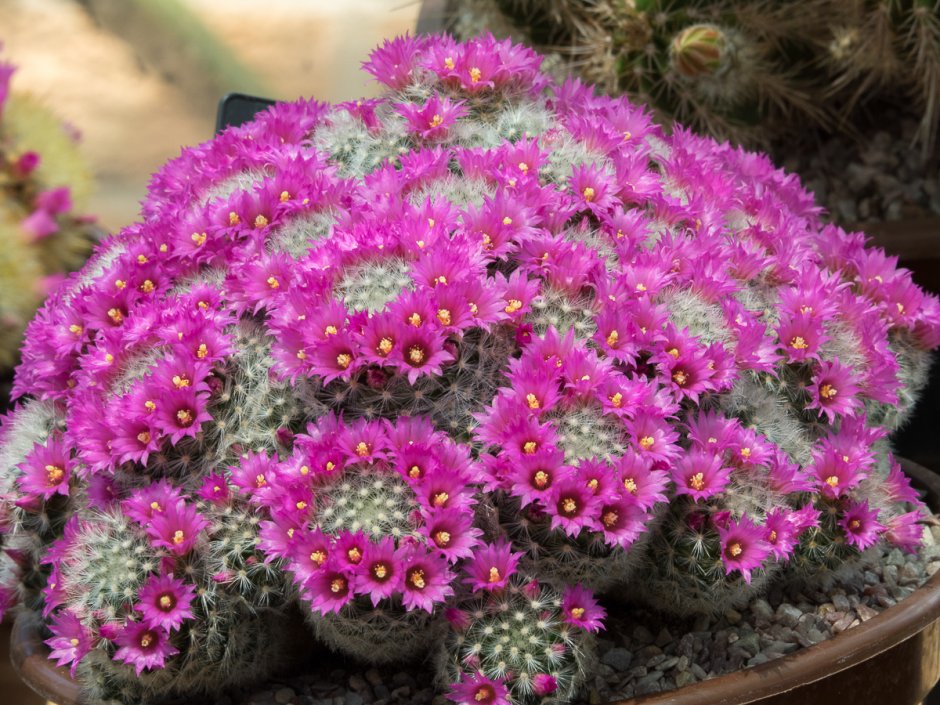 Маммиллярия Блоссфельда Mammillaria blossfeldiana