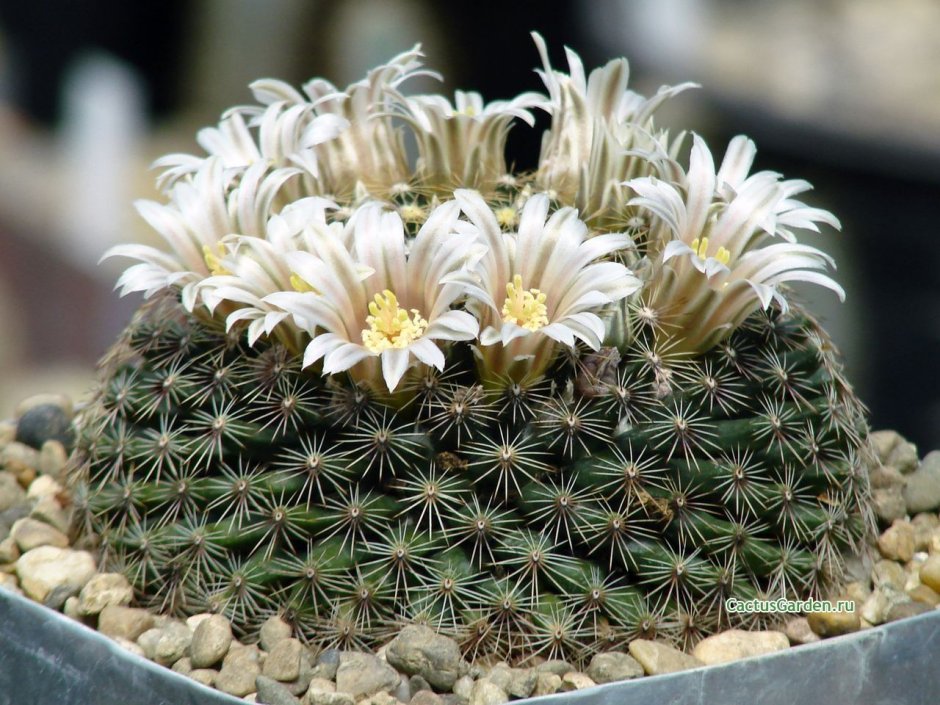 Mammillaria hemisphaerica RS 100