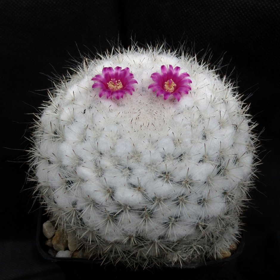 Mammillaria Cadereytensis