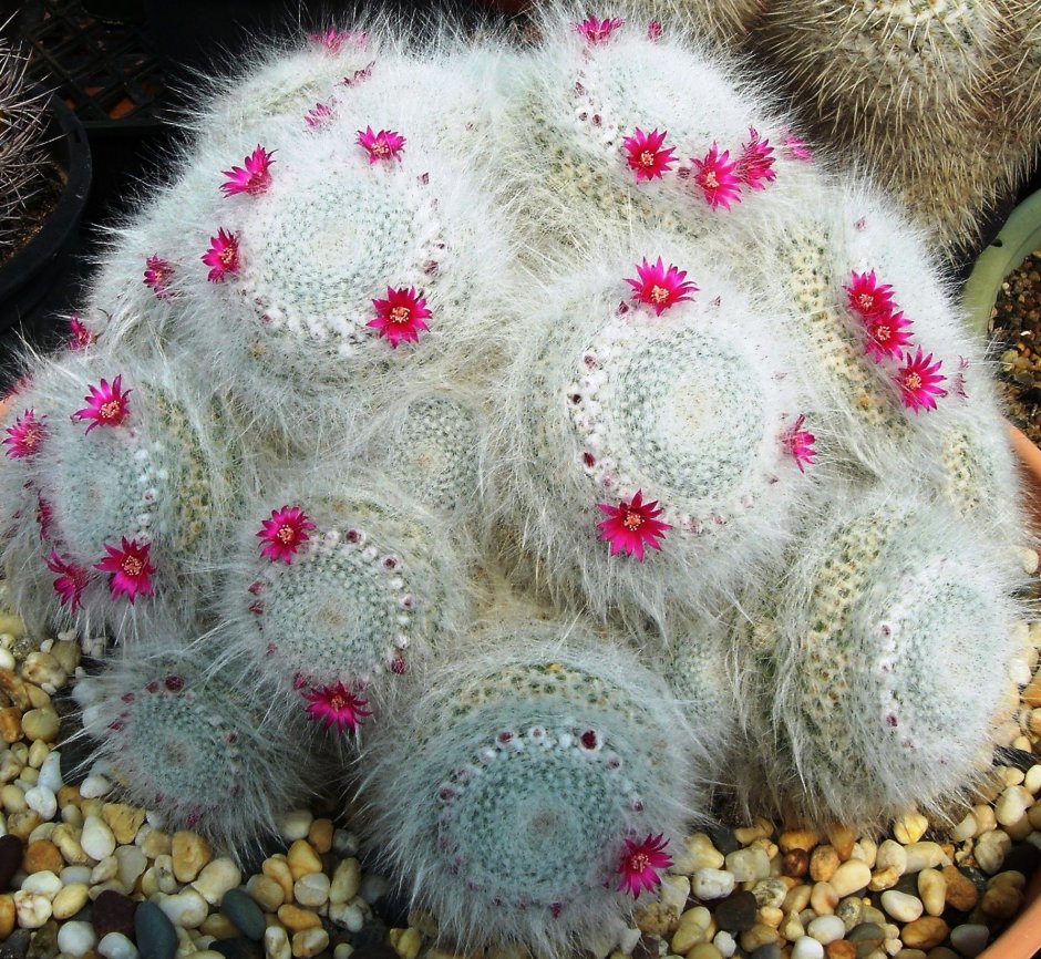 Маммиллярия Ханиана Mammillaria hahniana