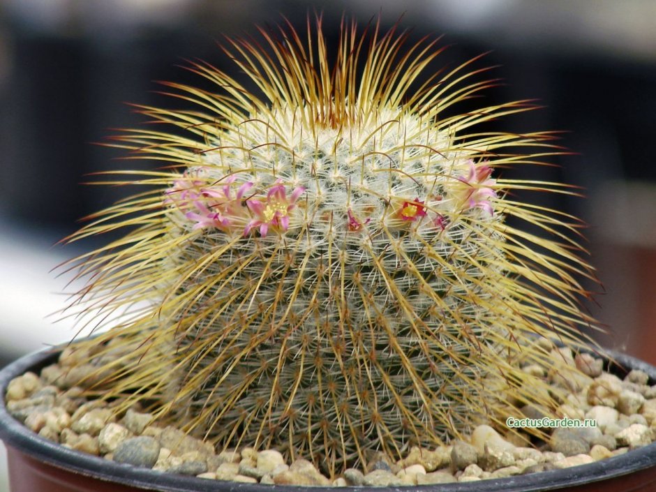 Mammillaria Уицилопочтли