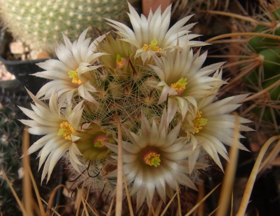 Mammillaria klissingiana Кактус