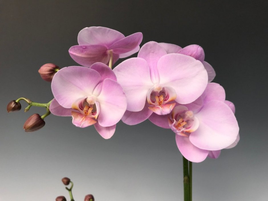Орхидея фаленопсис икеа