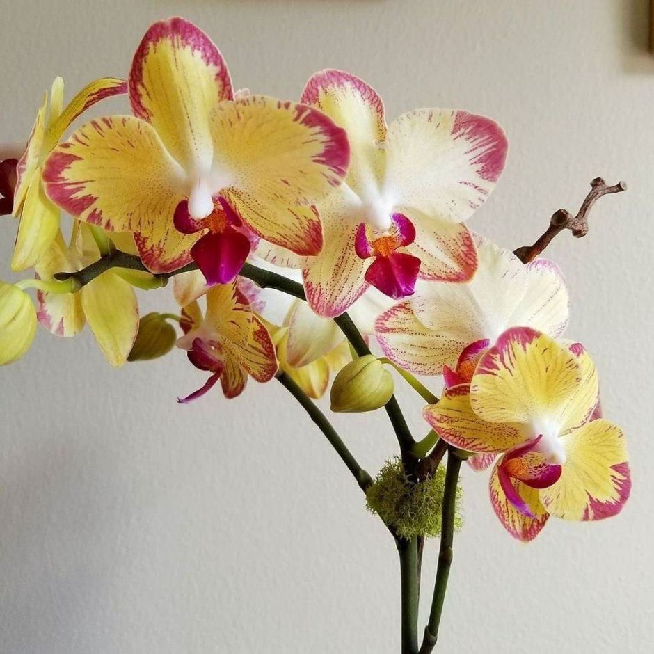 Орхидея Лизетта