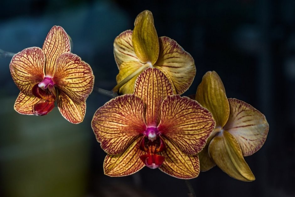 Орхидея фаленопсис Mix 9785