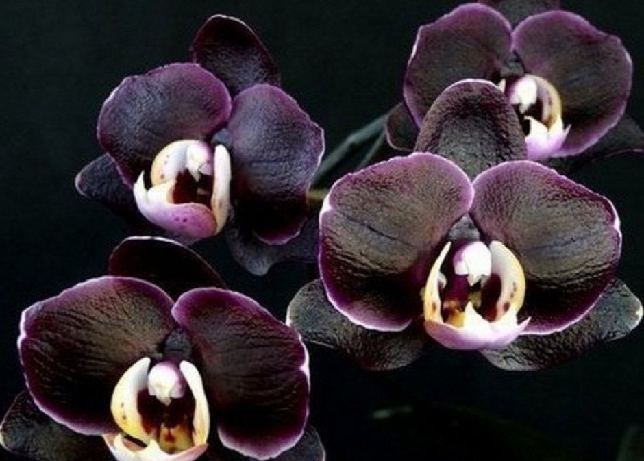 Орхидея Каода