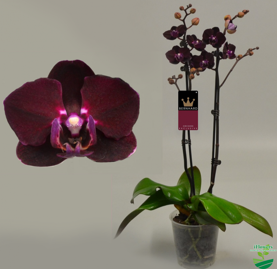 Фаленопсис Блэк Трезор. Фаленопсис Блэк Мэджик. Орхидея Bernhard Phalaenopsis. Black Gem фаленопсис.