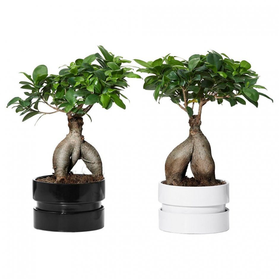 Ficus microcarpa l.f