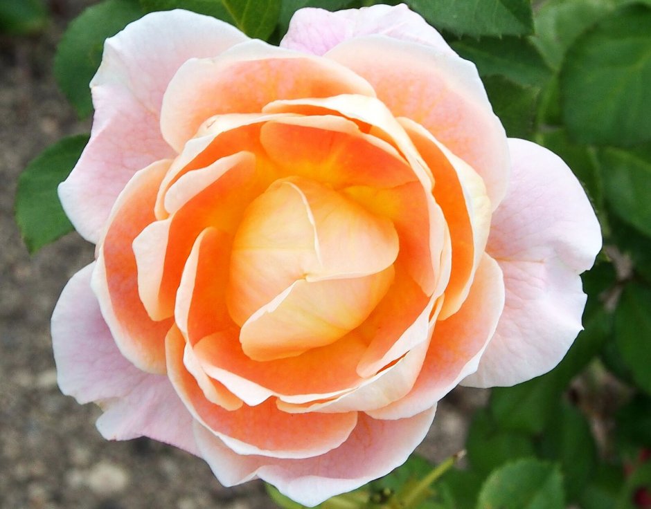 Роза Априкот японская