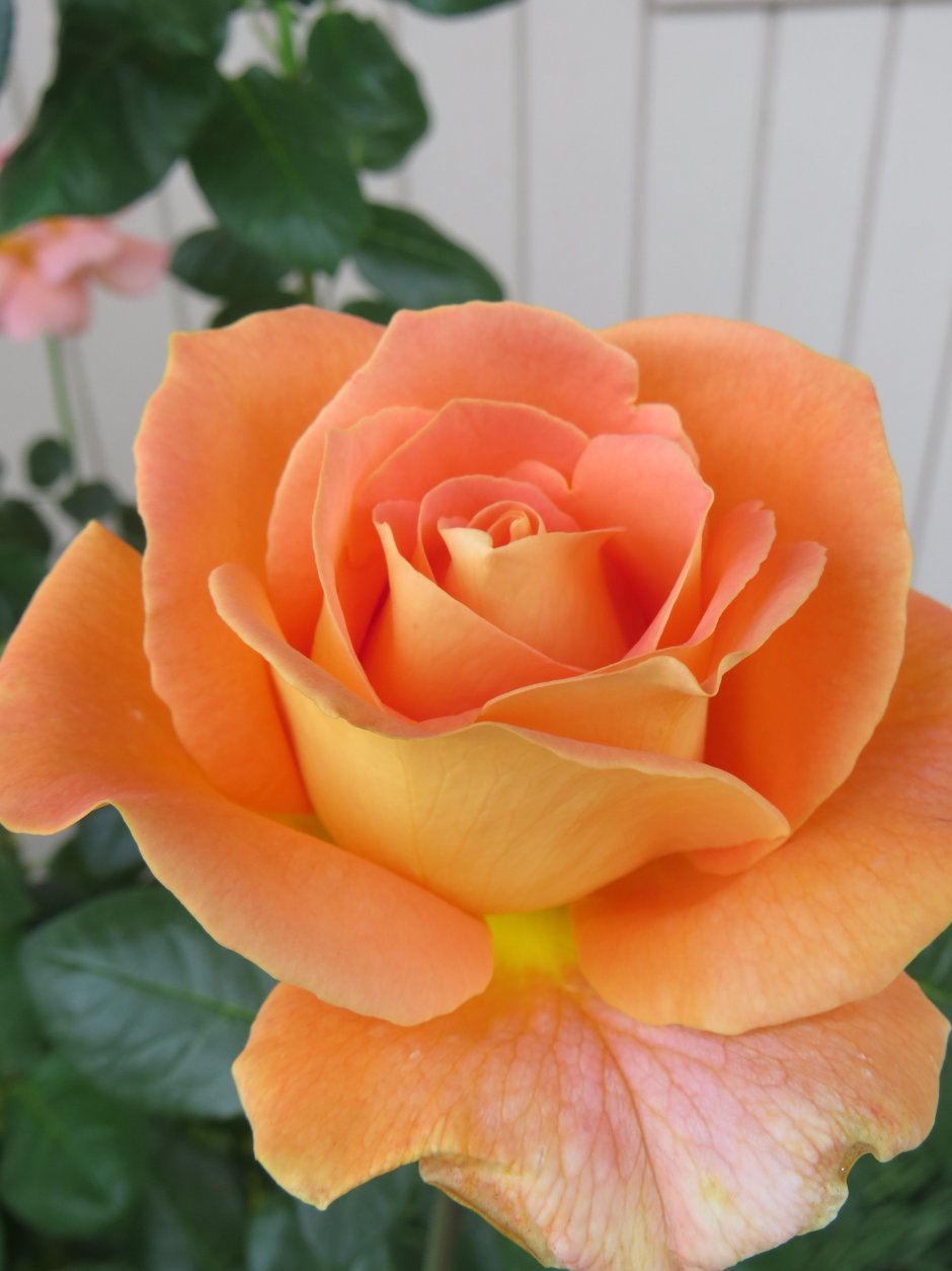 Розы абрикосового цвета