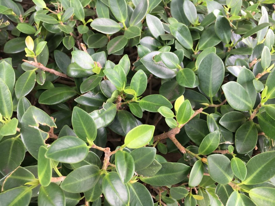 Ficus repens var. Lutchuensis