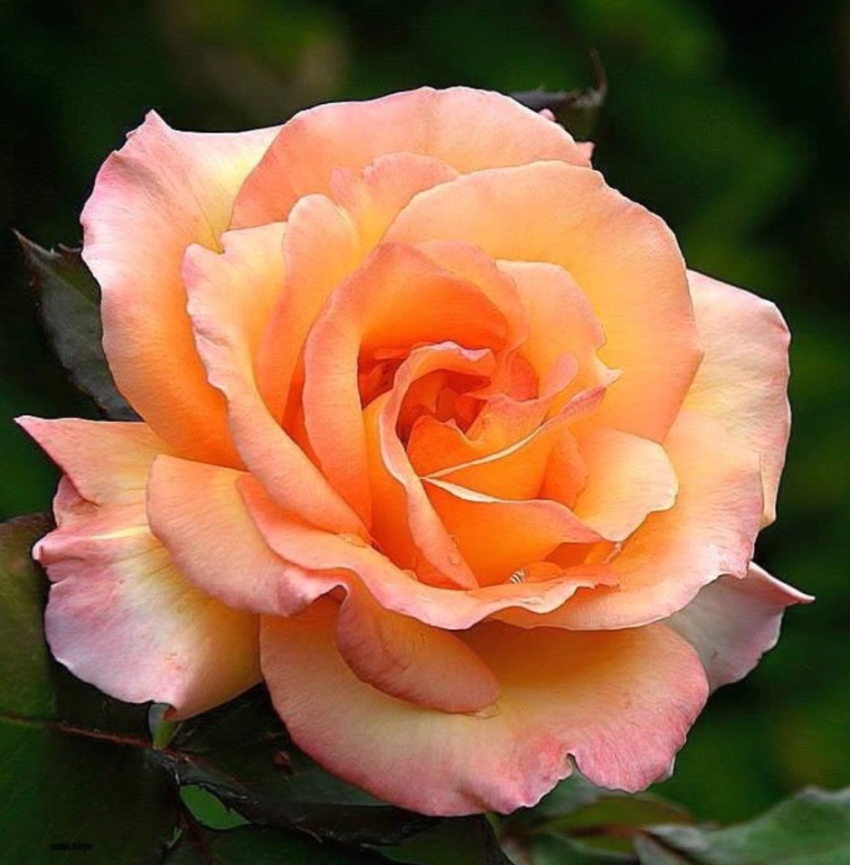 Роза Эприкот флорибунда