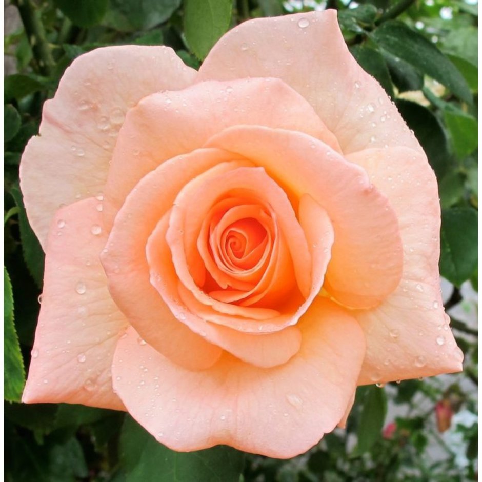 Роза Apricot Nectar