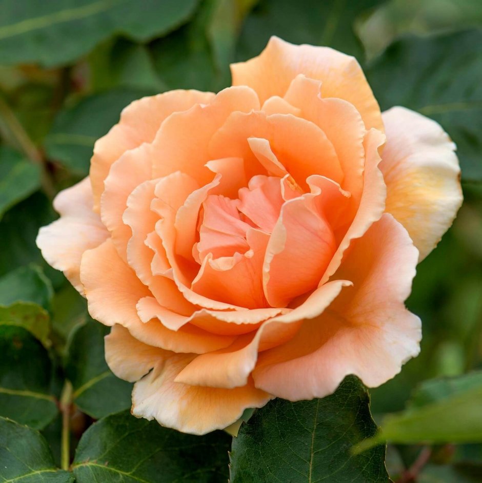Пионовидная роза оранжевая