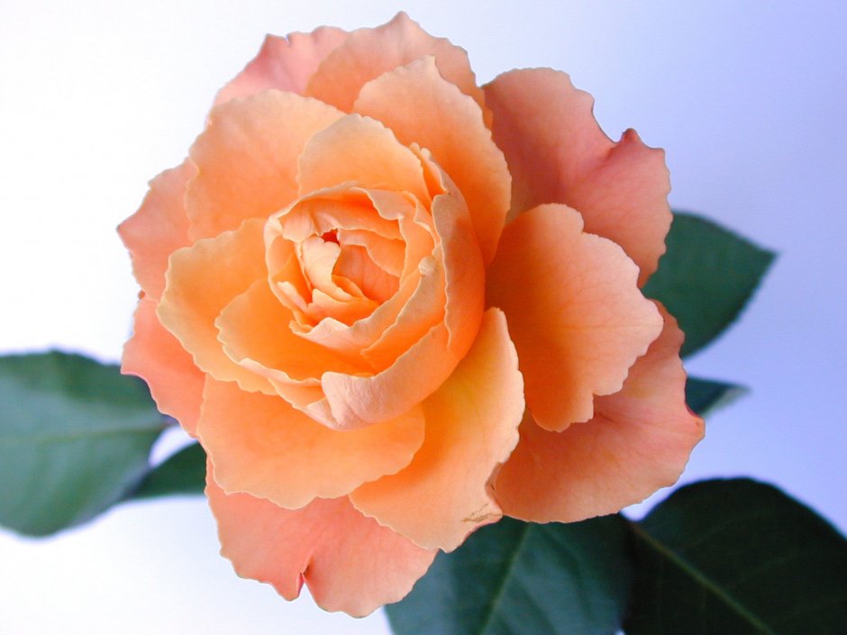 Роза персиковая Телетон