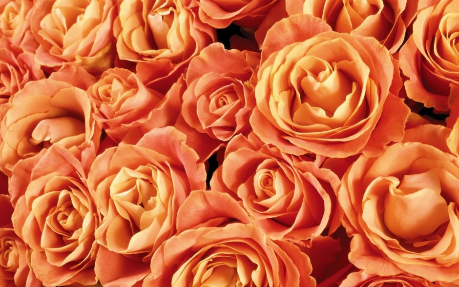 Оранжевые и персиковые розы