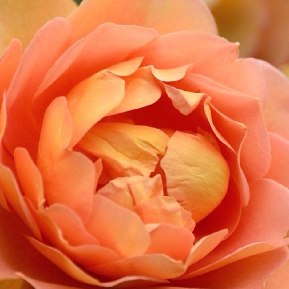 Роза флорибунда персиково розовая