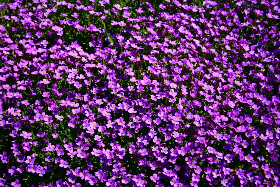 Мелкие фиолетовые цветочки
