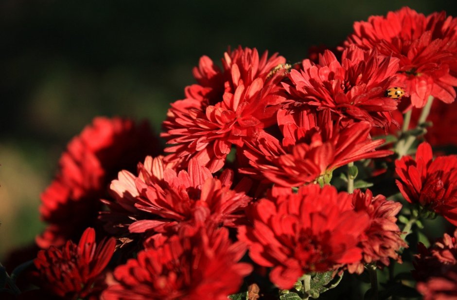 Цветы осенние красные хризантемы